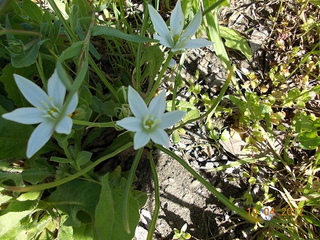 Ornithogalum umbellatum L ?